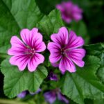 malva