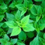 ortica